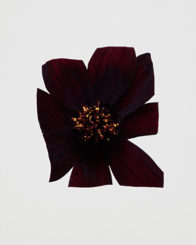 Fleurs Kraft - Myriam Bonaglia
