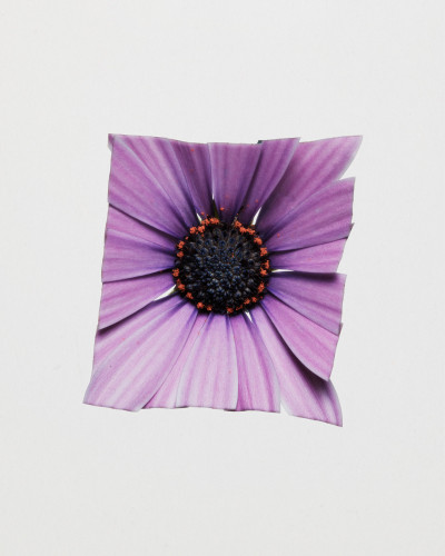 Fleurs Kraft - Myriam Bonaglia