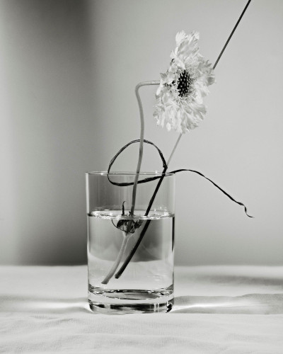 Hima Jomo - Spring in Bome